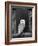 Barn Owl, in Old Farm Building Window, Scotland, UK Cairngorms National Park-Pete Cairns-Framed Photographic Print