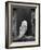 Barn Owl, in Old Farm Building Window, Scotland, UK Cairngorms National Park-Pete Cairns-Framed Photographic Print