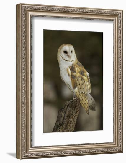 Barn Owl, Montana-Adam Jones-Framed Photographic Print