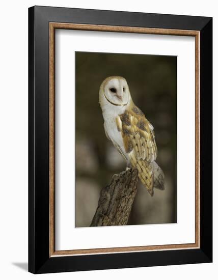 Barn Owl, Montana-Adam Jones-Framed Photographic Print