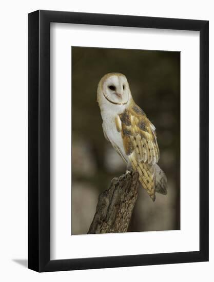 Barn Owl, Montana-Adam Jones-Framed Photographic Print