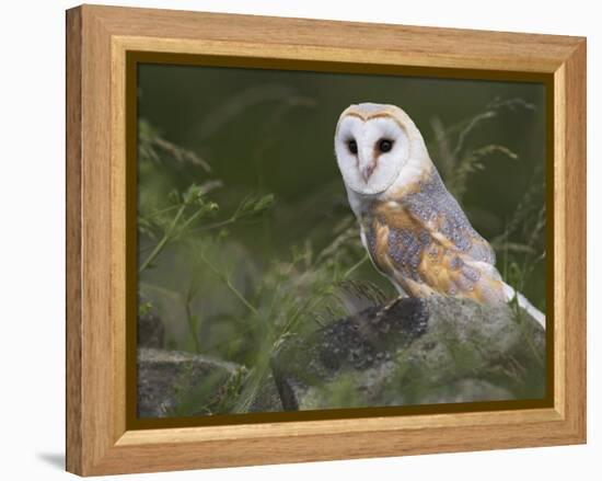 Barn Owl on Dry Stone Wall, Tyto Alba, United Kingdom-Steve & Ann Toon-Framed Premier Image Canvas