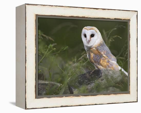 Barn Owl on Dry Stone Wall, Tyto Alba, United Kingdom-Steve & Ann Toon-Framed Premier Image Canvas