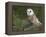 Barn Owl on Dry Stone Wall, Tyto Alba, United Kingdom-Steve & Ann Toon-Framed Premier Image Canvas