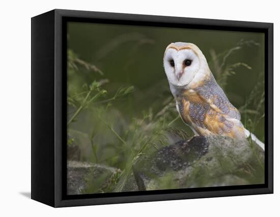 Barn Owl on Dry Stone Wall, Tyto Alba, United Kingdom-Steve & Ann Toon-Framed Premier Image Canvas