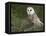 Barn Owl on Dry Stone Wall, Tyto Alba, United Kingdom-Steve & Ann Toon-Framed Premier Image Canvas