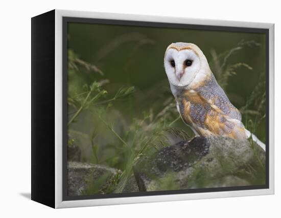 Barn Owl on Dry Stone Wall, Tyto Alba, United Kingdom-Steve & Ann Toon-Framed Premier Image Canvas