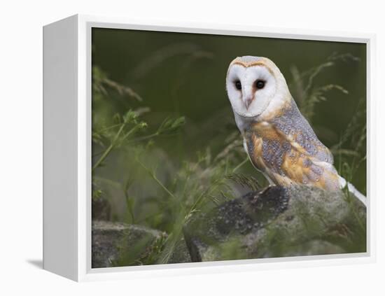 Barn Owl on Dry Stone Wall, Tyto Alba, United Kingdom-Steve & Ann Toon-Framed Premier Image Canvas