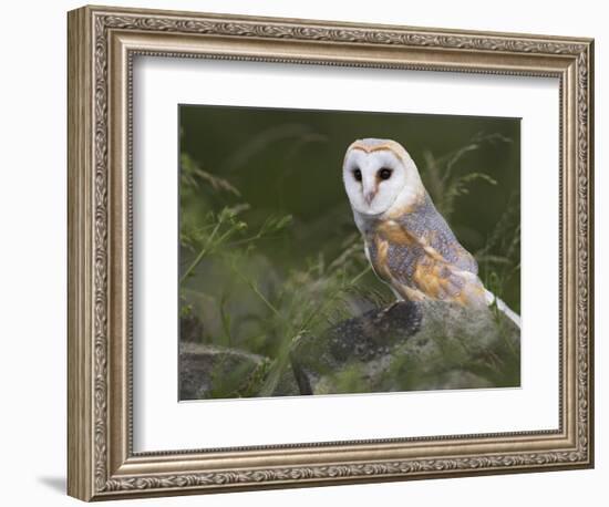 Barn Owl on Dry Stone Wall, Tyto Alba, United Kingdom-Steve & Ann Toon-Framed Photographic Print