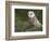 Barn Owl on Dry Stone Wall, Tyto Alba, United Kingdom-Steve & Ann Toon-Framed Photographic Print