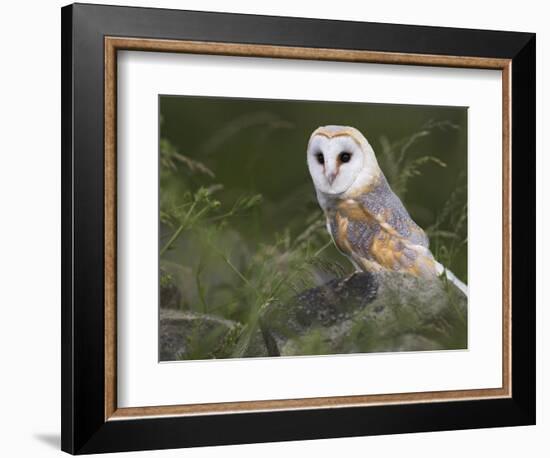 Barn Owl on Dry Stone Wall, Tyto Alba, United Kingdom-Steve & Ann Toon-Framed Photographic Print