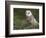 Barn Owl on Dry Stone Wall, Tyto Alba, United Kingdom-Steve & Ann Toon-Framed Photographic Print