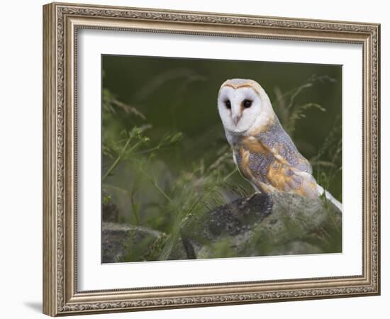 Barn Owl on Dry Stone Wall, Tyto Alba, United Kingdom-Steve & Ann Toon-Framed Photographic Print