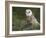 Barn Owl on Dry Stone Wall, Tyto Alba, United Kingdom-Steve & Ann Toon-Framed Photographic Print