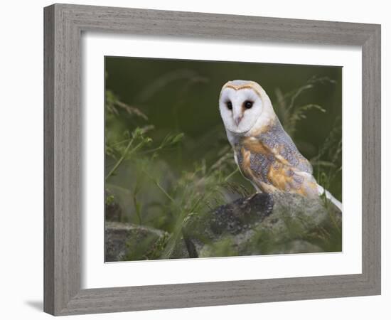 Barn Owl on Dry Stone Wall, Tyto Alba, United Kingdom-Steve & Ann Toon-Framed Photographic Print
