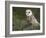 Barn Owl on Dry Stone Wall, Tyto Alba, United Kingdom-Steve & Ann Toon-Framed Photographic Print