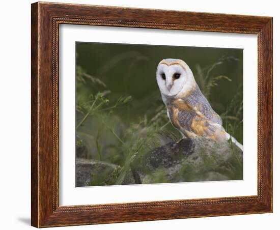 Barn Owl on Dry Stone Wall, Tyto Alba, United Kingdom-Steve & Ann Toon-Framed Photographic Print