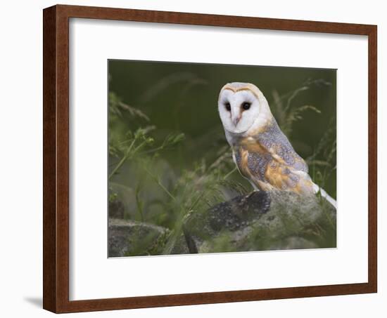 Barn Owl on Dry Stone Wall, Tyto Alba, United Kingdom-Steve & Ann Toon-Framed Photographic Print