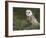 Barn Owl on Dry Stone Wall, Tyto Alba, United Kingdom-Steve & Ann Toon-Framed Photographic Print