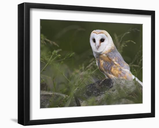 Barn Owl on Dry Stone Wall, Tyto Alba, United Kingdom-Steve & Ann Toon-Framed Photographic Print