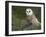 Barn Owl on Dry Stone Wall, Tyto Alba, United Kingdom-Steve & Ann Toon-Framed Photographic Print