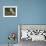 Barn Owl on Dry Stone Wall, Tyto Alba, United Kingdom-Steve & Ann Toon-Framed Photographic Print displayed on a wall