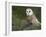 Barn Owl on Dry Stone Wall, Tyto Alba, United Kingdom-Steve & Ann Toon-Framed Photographic Print