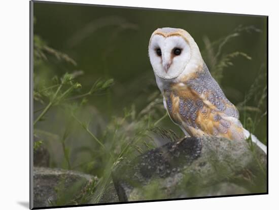 Barn Owl on Dry Stone Wall, Tyto Alba, United Kingdom-Steve & Ann Toon-Mounted Photographic Print