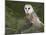 Barn Owl on Dry Stone Wall, Tyto Alba, United Kingdom-Steve & Ann Toon-Mounted Photographic Print