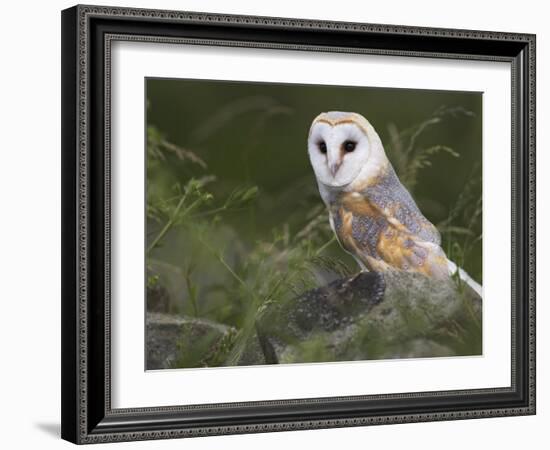 Barn Owl on Dry Stone Wall, Tyto Alba, United Kingdom-Steve & Ann Toon-Framed Photographic Print