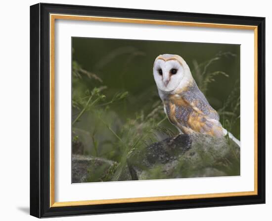 Barn Owl on Dry Stone Wall, Tyto Alba, United Kingdom-Steve & Ann Toon-Framed Photographic Print