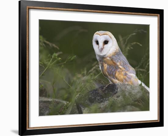 Barn Owl on Dry Stone Wall, Tyto Alba, United Kingdom-Steve & Ann Toon-Framed Photographic Print