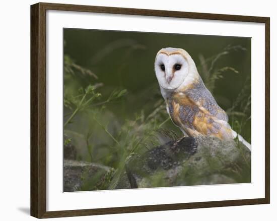 Barn Owl on Dry Stone Wall, Tyto Alba, United Kingdom-Steve & Ann Toon-Framed Photographic Print