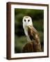 Barn Owl on Stump-Russell Burden-Framed Photographic Print
