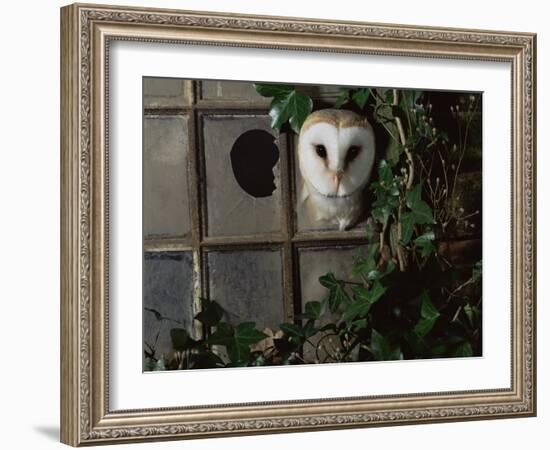 Barn Owl, Peering out of Broken Window, UK-Jane Burton-Framed Photographic Print