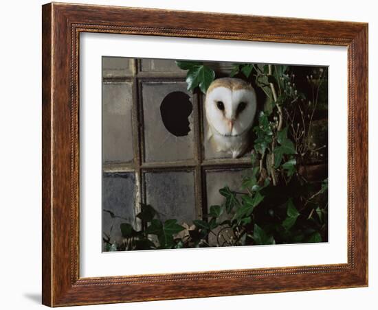 Barn Owl, Peering out of Broken Window, UK-Jane Burton-Framed Photographic Print