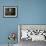 Barn Owl, Peering out of Broken Window, UK-Jane Burton-Framed Photographic Print displayed on a wall