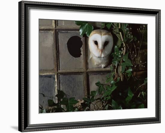 Barn Owl, Peering out of Broken Window, UK-Jane Burton-Framed Photographic Print