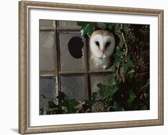 Barn Owl, Peering out of Broken Window, UK-Jane Burton-Framed Photographic Print