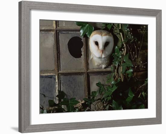 Barn Owl, Peering out of Broken Window, UK-Jane Burton-Framed Photographic Print