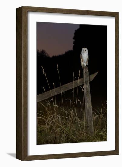 Barn owl perched on an old farm gate, Suffolk, England, United Kingdom, Europe-Kyle Moore-Framed Photographic Print