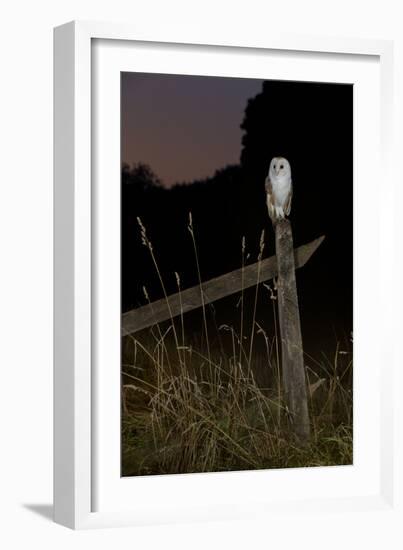 Barn owl perched on an old farm gate, Suffolk, England, United Kingdom, Europe-Kyle Moore-Framed Photographic Print