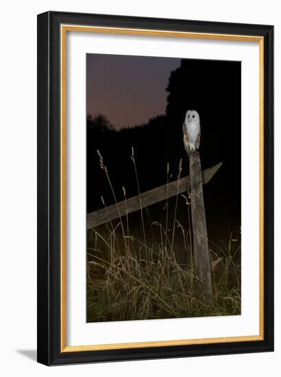 Barn owl perched on an old farm gate, Suffolk, England, United Kingdom, Europe-Kyle Moore-Framed Photographic Print