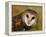 Barn Owl Portrait-Lynn M. Stone-Framed Premier Image Canvas