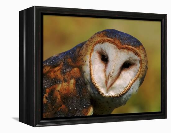 Barn Owl Portrait-Lynn M. Stone-Framed Premier Image Canvas