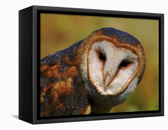 Barn Owl Portrait-Lynn M. Stone-Framed Premier Image Canvas