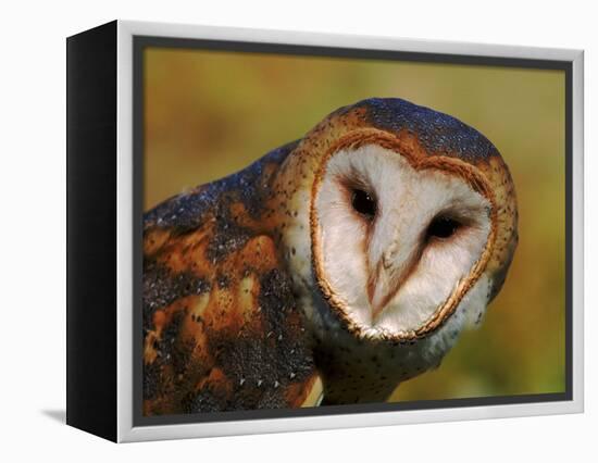 Barn Owl Portrait-Lynn M. Stone-Framed Premier Image Canvas