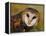 Barn Owl Portrait-Lynn M. Stone-Framed Premier Image Canvas