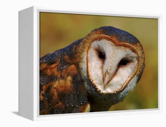 Barn Owl Portrait-Lynn M. Stone-Framed Premier Image Canvas