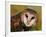 Barn Owl Portrait-Lynn M. Stone-Framed Photographic Print